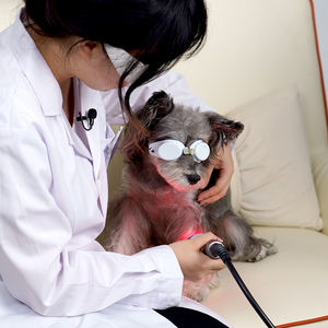 Máquina de fisioterapia láser de tejido profundo inteligente clase 4 con 10W-30W para recuperación de lesiones de animales - Product Image 1