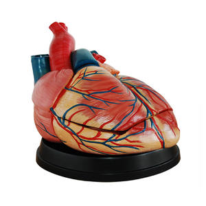 Modèle anatomique de cœur humain de style nouveau, modèle de cœur géant avec stent, modèle anatomique du cœur - Product Image 3