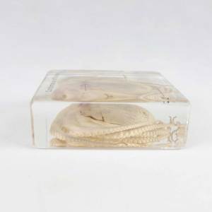 Spécimen de pieuvre modèle d'enseignement intégré en résine de biologie - Product Image 5