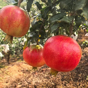 Melograni Freschi del Sichuan con Semi Neri Ricchi di Succo Dolce-Acido e Profilo di Sapore Distintivo - Product Image 2