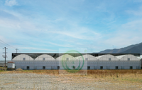 Serre agricole multi-chapelles en film, solution clé en main pour la culture hydroponique de tomates, à vendre
