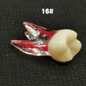 Educatieve Leverancier Tandheelkundige Endo Tanden Wortelpraktijk Tand Dentale Endodontische Tand <span class=keywords><strong>Model</strong></span> Met Gekleurde Wortel En Pulp - Product Image 4