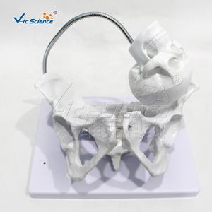 Modelo de Pelvis Femenina para Enseñanza de Partería, Modelo de Hueso para Entrenamiento de Enfermeras en Escuelas de Medicina - Product Image 5