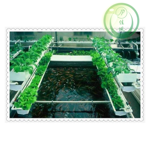 ระบบเพาะเลี้ยงสัตว์น้ำและพืชแบบผสมผสานของบริษัทเจียเป่ย  ถังระบบอะควาโปนิกส์ในโรงเรือนปลูกพืชไร้ดิน ระบบปลูกอะควาโปนิกส์ - Product Image 1