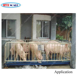 Báscula Ganadera Portátil <span class=keywords><strong>de</strong></span> Acero Inoxidable con Pantalla LCD y LED, Báscula para Pesar Ganado Vacuno y Canino, Modelo TCS con Función <span class=keywords><strong>de</strong></span> Tara - Product Image 2