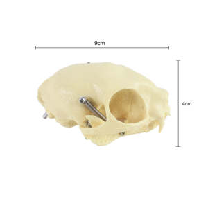 Modelo de Cráneo de Gato para Enseñanza, Equipo Educativo, Ciencias Médicas, Medicina <span class=keywords><strong>Veterinaria</strong></span>, Modelo de Cráneo Felino - Product Image 4