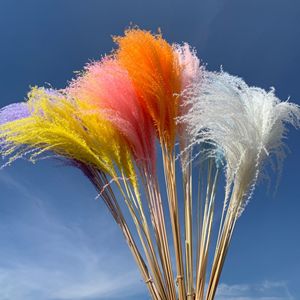 Flor de batidor pequeña blanca fresca para decoración de bodas y fiestas en el hogar <span class=keywords><strong>10</strong></span> tallos por paquete Flor de Pampa seca - Product Image 5