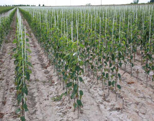 Ne rouille jamais piquets de jardin en fibre de verre super robustes piquet de support de plantes florales - Product Image 5