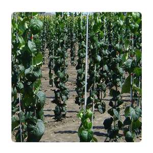 Profil pultrudé en fibre de verre Frp barre ronde pour l'agriculture - Product Image 3