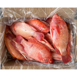 Tilapia Rouge Entière Congelée de Haute Qualité, Naturelle, Élevée en Ferme, Certifiée <span class=keywords><strong>BAP</strong></span> et ASC, Vente en Gros - Product Image 4