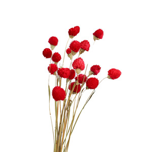 Fleurs séchées Amarante rouge à cinq pétales pour la décoration de vases du Nouvel An chinois, vente en gros - Product Image 5