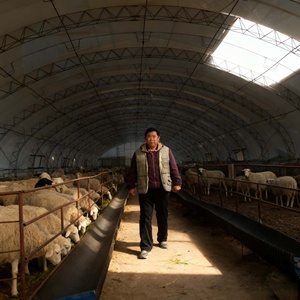 Sheep Feeding Trough and <strong>Hay</strong> <strong>Rack</strong>, Galvanized Steel Design for Group Feeding Management - Product Image 1