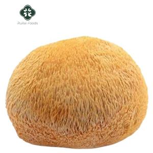 Champignon Hericium Erinaceus séché entier en vrac, Champignon Crinière de <span class=keywords><strong>Lion</strong></span>, Champignon à poils barbus, Naturel et Biologique - Product Image 1