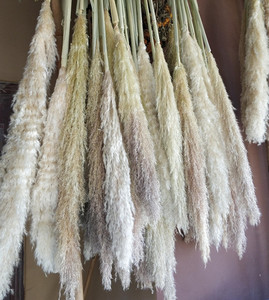 Herbe à plumes, roseau séché, fleur de roseau séchée, herbe de la pampa séchée pour la décoration de la <span class=keywords><strong>maison</strong></span> - Product Image 1