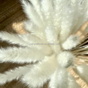 Vente chaude 15 tiges naturelles séchées blanches petites fleurs séchées <span class=keywords><strong>pampas</strong></span> blanchies herbe de pampa pour la décoration de la <span class=keywords><strong>maison</strong></span> de mariage - Product Image 2