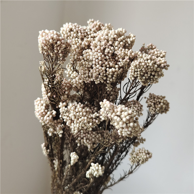 Tige naturelle, dégradé rose et blanc infusé de couleur