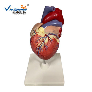 Modèle d'anatomie cardiaque (avec version numérique) - Conception détachable - Modèle biomédical - Product Image 5