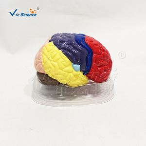 Modèle d'anatomie cérébrale coloré, marqueurs des régions du cerveau, modèle de démonstration pédagogique pour les écoles de médecine - Product Image 3