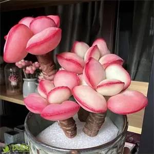 Succulente artificiali all'ingrosso decorazione per ufficio Adromischus uovo rosso plastica di lusso succulente piccola Mini pianta Bonsai con vaso