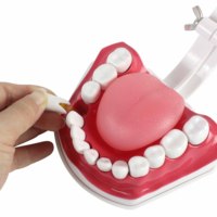 Modèle de dents de soins dentaires 2x Modèle de dents d'entraînement de la mâchoire inférieure mobile agrandie avec brosse