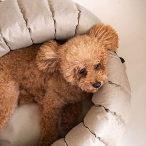 Hersteller Hochwertige Modische Haustier-Tragetasche und Sitzerhöhung für Hunde - Product Image 2