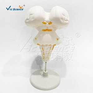 Modèle de tige cérébrale humaine, section sagittale, structure externe marquée pour l'enseignement de l'anatomie neurologique - Product Image 3