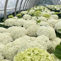 Usine En Gros Hortensia Bleu Velours Boîte Blanc Rouge Séché Hortensia Pétales Fleurs pour Mariage Décor À La Maison