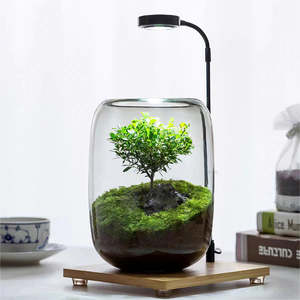 Kit de Terrario de estilo rural Green <span class=keywords><strong>Cliff</strong></span> con diseño de suelo de material de fibra vegetal de musgo preservado - Product Image 6