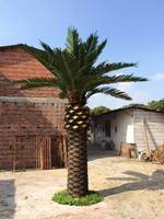 Arbre Paysager Palmier Datte Artificiel Palmier Datte Arabie Saoudite Dattes Extérieures à Dubaï