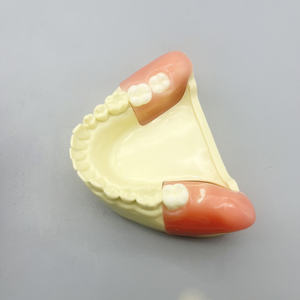 Scienza medica completa protesi dentaria modello resina denti per lo studio e l'insegnamento - Product Image 5