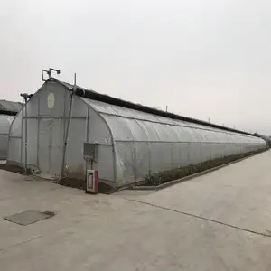 Landwirtschaft liche einspanige Premium-Tunnel-Poly gewächs häuser