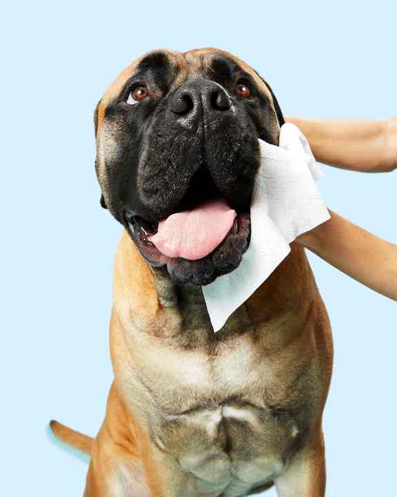 Wholesale Manufacturer Natural Ingredients Pet Wet Wipes Dog And Cat