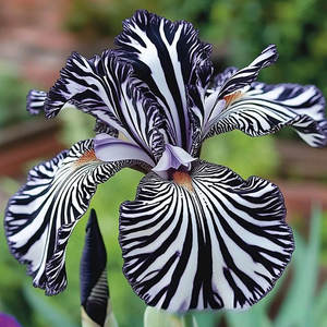 Orquídea de Origen Exótico, Plantas en Maceta de Cuatro Estaciones, Fáciles de Cultivar para Decoración de Jardín y Patio - Product Image 4