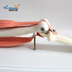 Modelo didáctico de biología para escuelas secundarias que demuestra la coordinación muscular de los bíceps y tríceps brachii y la articulación del codo. - Product Image 3