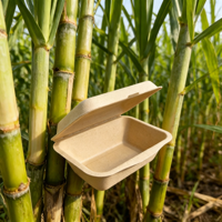 Boîte à lunch jetable en bagasse de canne à sucre de 600 ml