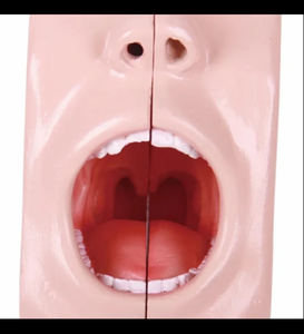 Modelo de Anatomía Oral <span class=keywords><strong>Humana</strong></span> de PVC para Enseñanza Médica Yulin, 2 Componentes, Recurso Didáctico Universitario - Product Image 2
