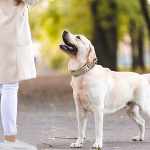 Collar de nailon grueso y pesado para perro, collarín de entrenamiento táctico grande para perro, logotipo personalizado a granel, venta al por mayor - Product Image 4