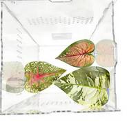 Plateforme d'escalade à ventouse renforcée pour reptiles, crabes ermites, poissons betta, tortues, monstera, gecko, araignées sauteuses