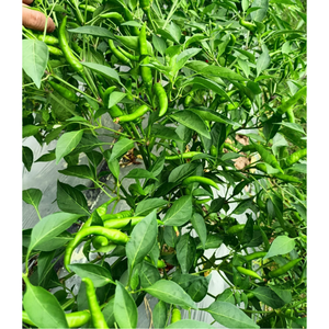 เครื่องเทศพริกสมุนไพรเดี่ยวแบบสดแช่แข็งแบบมืออาชีพบรรจุภัณฑ์ตามสั่งจากผู้ผลิตในเวียดนาม - Product Image 1