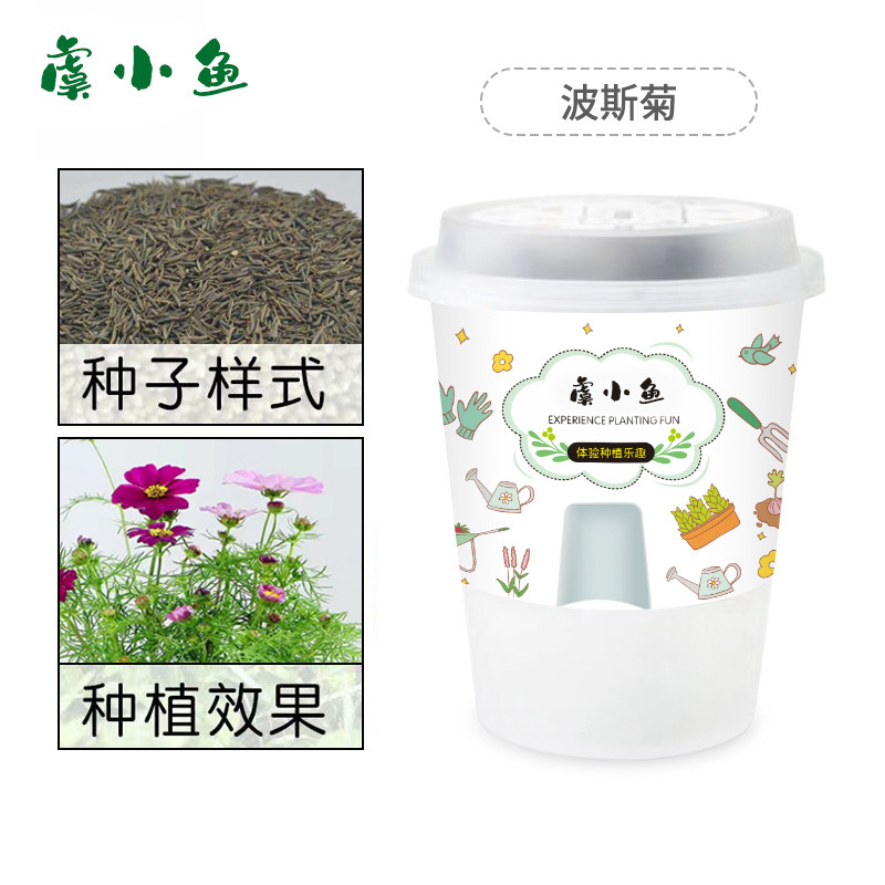 Kit de plantation Cosmos