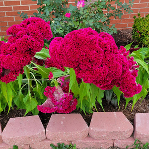 Bouquet de <span class=keywords><strong>fleurs</strong></span> séchées, 1 pièce, rose foncé, cellophane, cafard, <span class=keywords><strong>fleurs</strong></span> pour la <span class=keywords><strong>fête</strong></span> <span class=keywords><strong>des</strong></span> <span class=keywords><strong>mères</strong></span> - Product Image 6