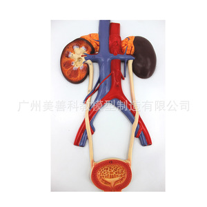 Modèle du système urinaire humain, modèle de l'urétére, de la vessie et de l'urètre, modèle d'anatomie rénale, modèle médical, type à suspendre. - Product Image 2