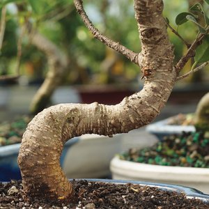 <span class=keywords><strong>Kit</strong></span> de Bonsái para Principiantes con Maceta de Plástico y Mini Herramientas, Regalo Perfecto para Amantes de la Jardinería - Product Image 2