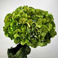 Huisbruiloftdecoratie 20-25cm Echte Natuurlijke Gedroogde Bloemen Kleurverf Eeuwige Hortensia Bloemen Grote Blad Ge conserveerde Hortensia Bloemen