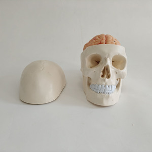 Modèle anatomique <span class=keywords><strong>de</strong></span> crâne humain grandeur nature <span class=keywords><strong>de</strong></span> bonne qualité, détachable, avec cerveau amovible, pour l'enseignement médical - Product Image 1