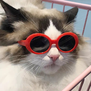 Lentes de Sol para Mascotas, Gafas de Sol para Perros y Gatos, Gafas de Cosplay para Cachorros y Gatitos - Product Image 5