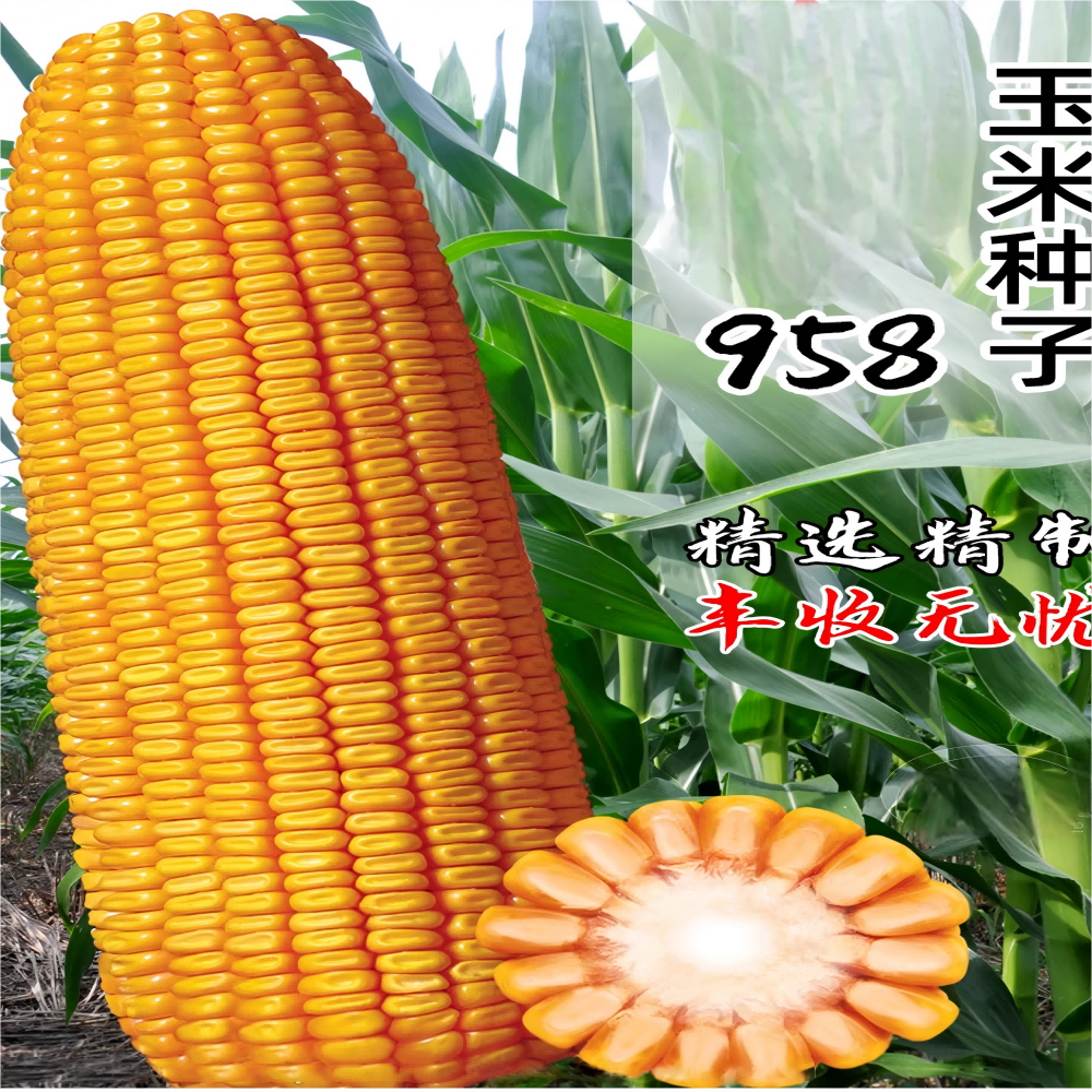 How to Choose the Best Seeds for Agriculture: A Complete Buyer's Guide