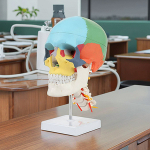 Cráneo Humano de Color con Columna <span class=keywords><strong>Cervical</strong></span>, Modelo de <span class=keywords><strong>Esqueleto</strong></span> Humano 170 - Product Image 3