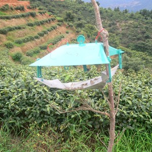 Trampas de Feromonas Geométricas para Polillas, para Monitoreo de Ectropis Obliqua en Plantaciones de Té con Control de Plagas - Product Image 3