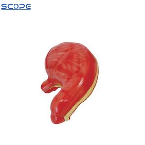 SC-A1052ทางการแพทย์กระเพาะอาหารกายวิภาคของมนุษย์ระบบย่อยอาหารอวัยวะกระเพาะอาหารกายวิภาครุ่น - Product Image 2